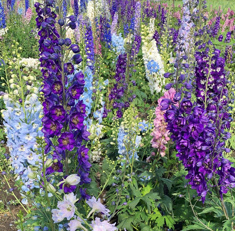 Дельфиниум Элатум