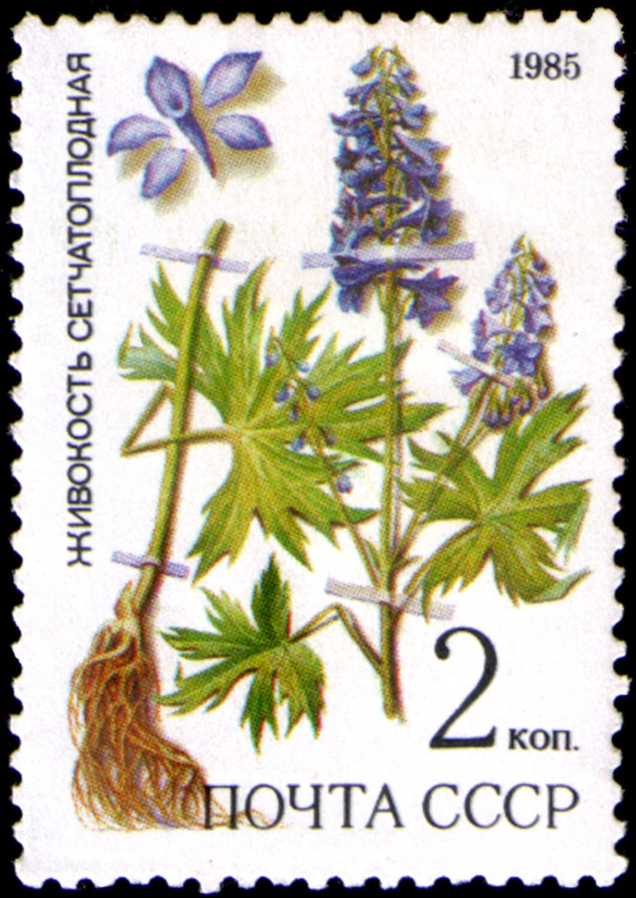 Дельфиниум Пацифик Блю Берд