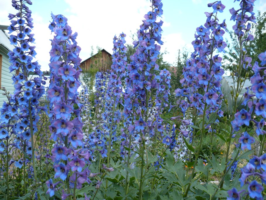 Дельфиниум кобальт дримс