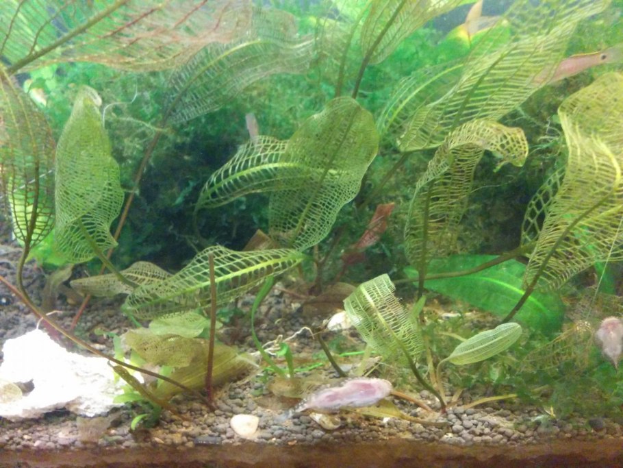 Апоногетон курчавый