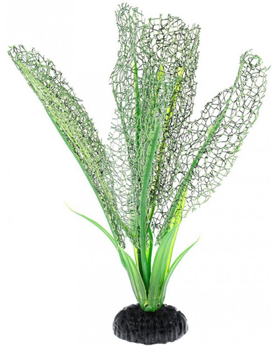 Microsorum Pteropus prothallium