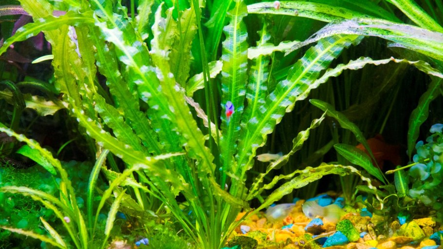 Апоногетон ульвовидный