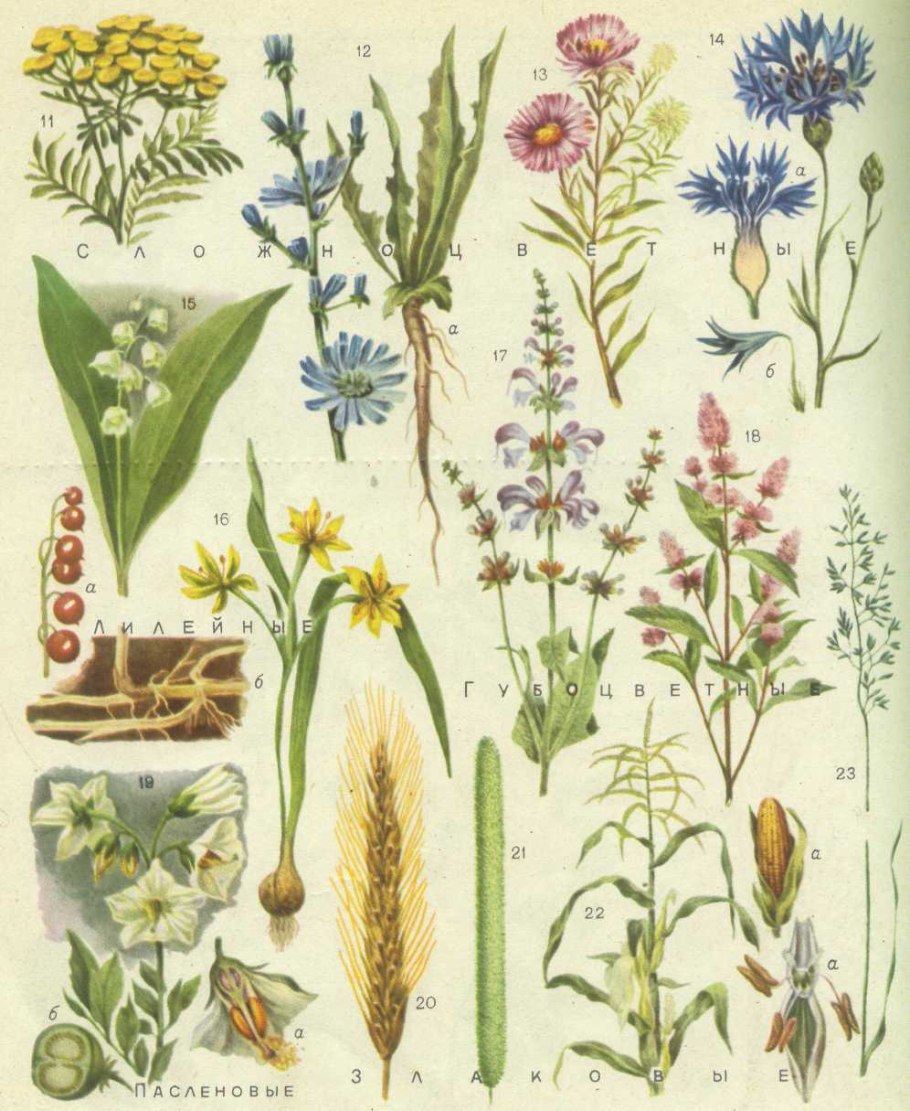 Луговые травы названия