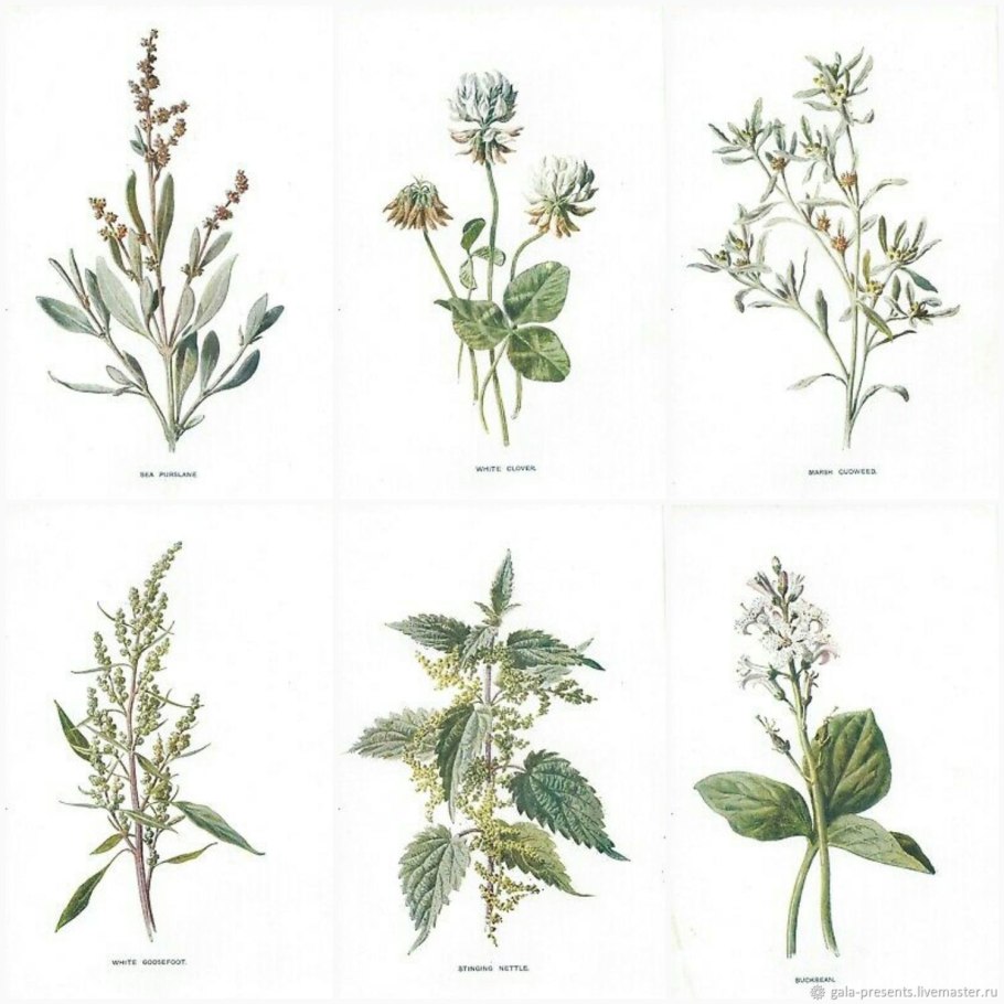 Травы названия