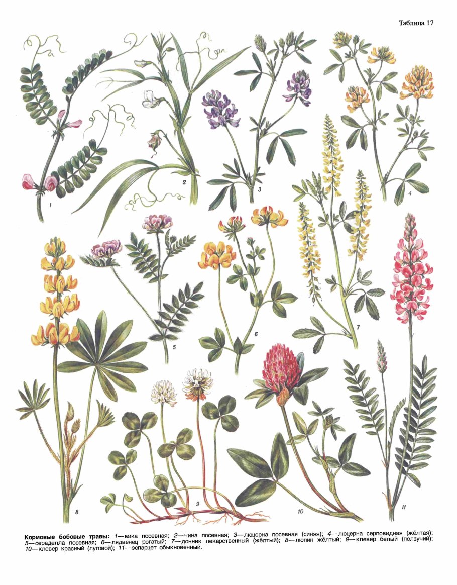 Тимофеевка мятлик овсяница