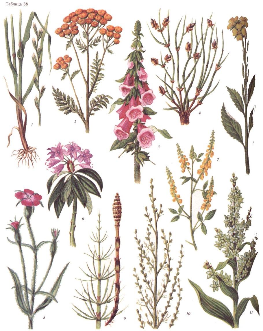 Сорные растения сорные растения