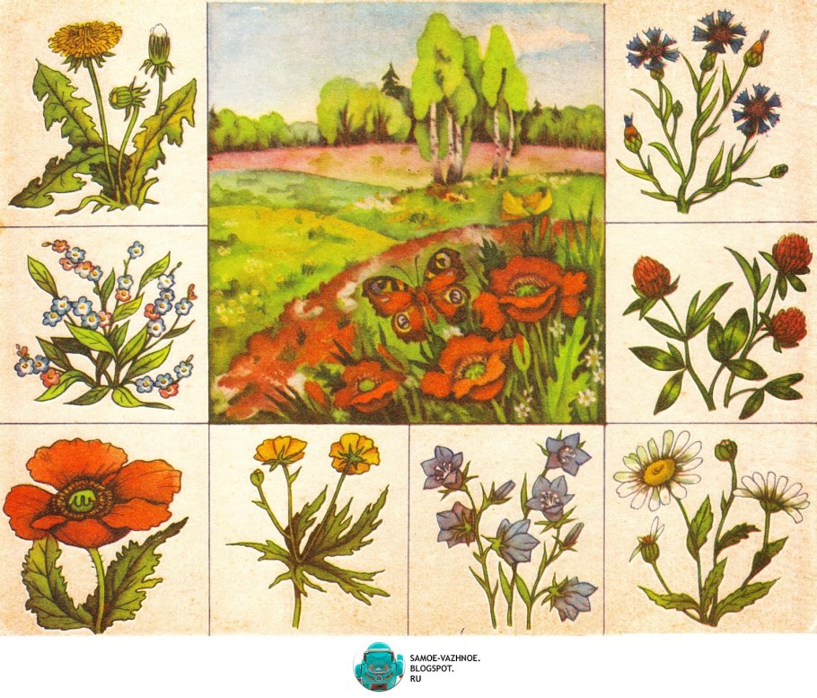 Лекарственные растения семейства крестоцветных