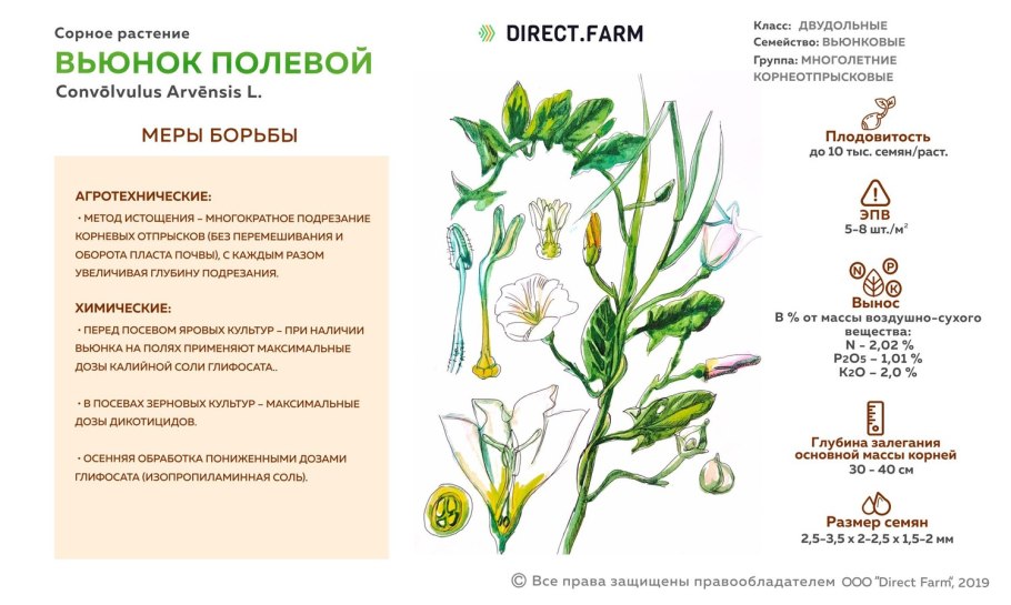 Виды полевых цветов