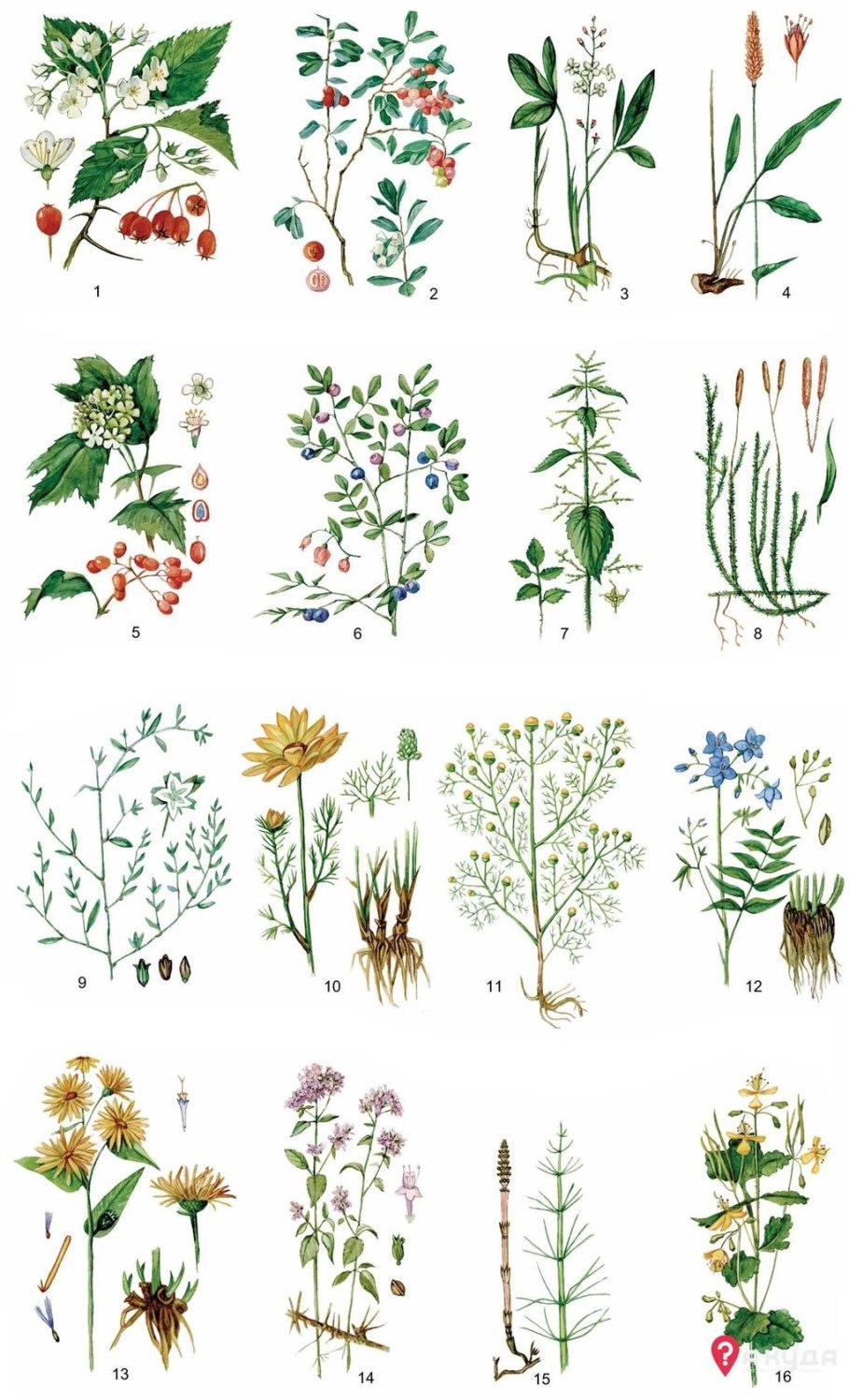 Однодольные растения пырей