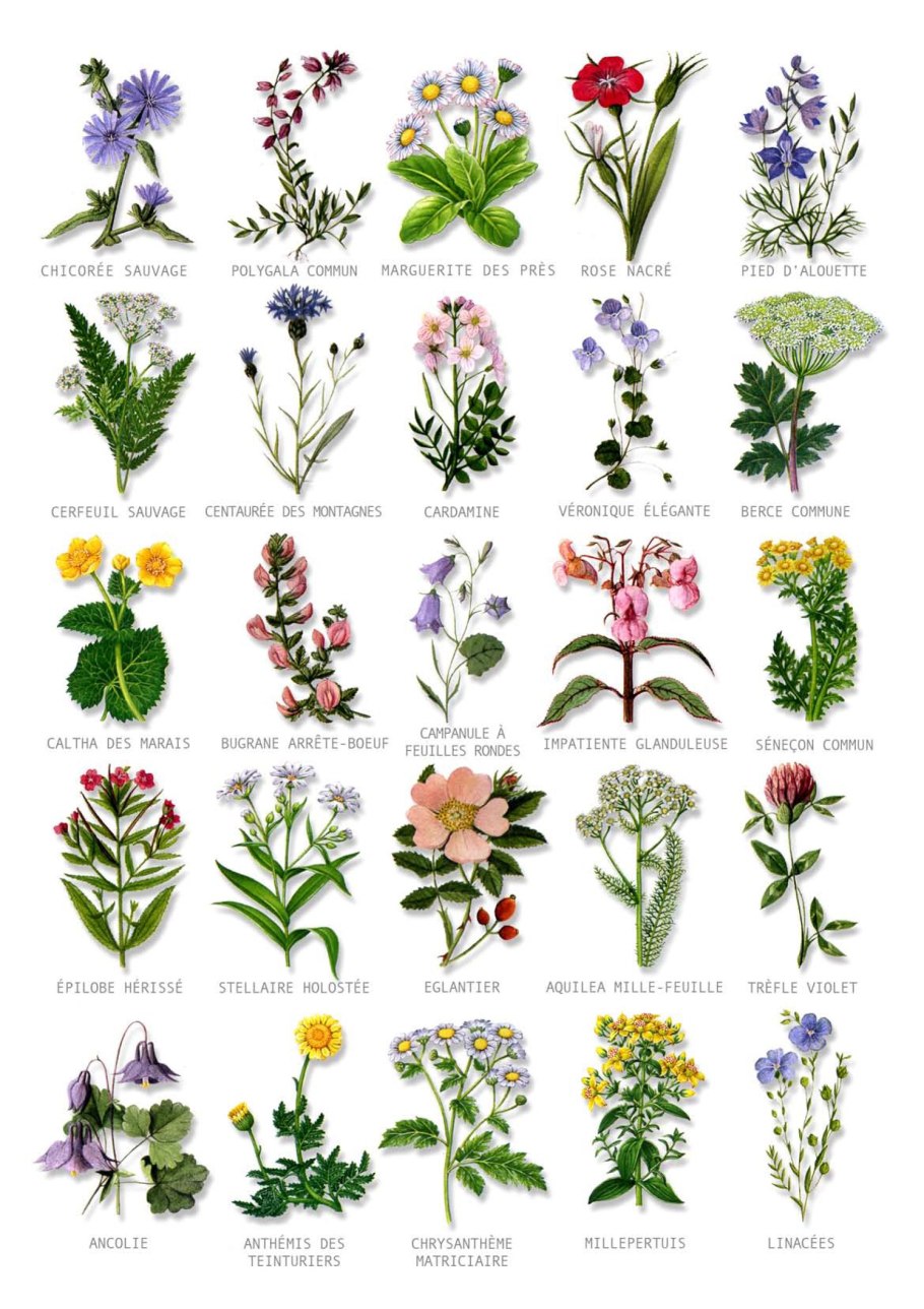 Осот огородный лекарственные