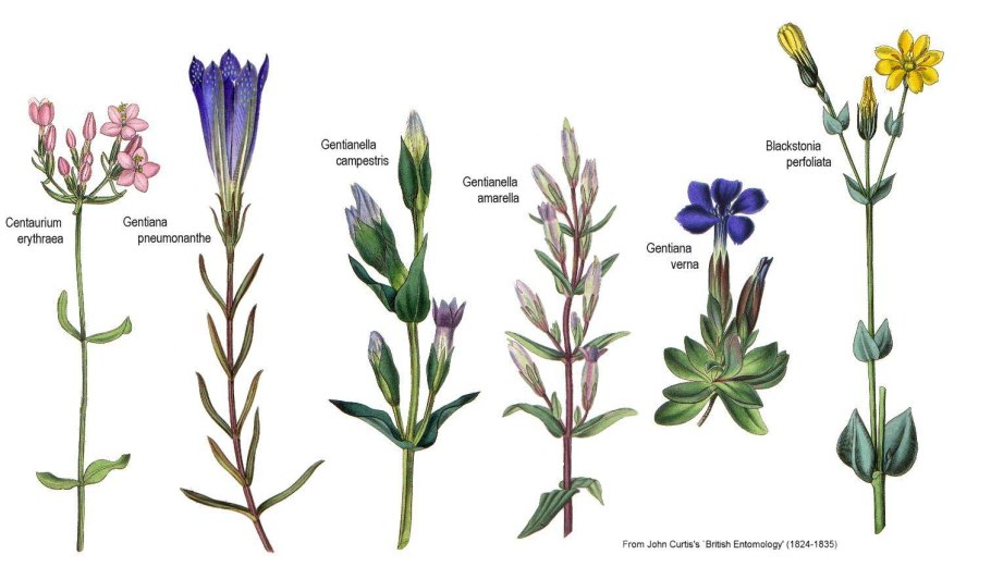 Иллюстрированная классификация луговых трав а.ю. Лашкарева