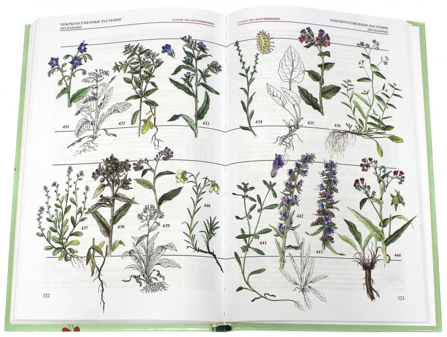 Луговая растительность