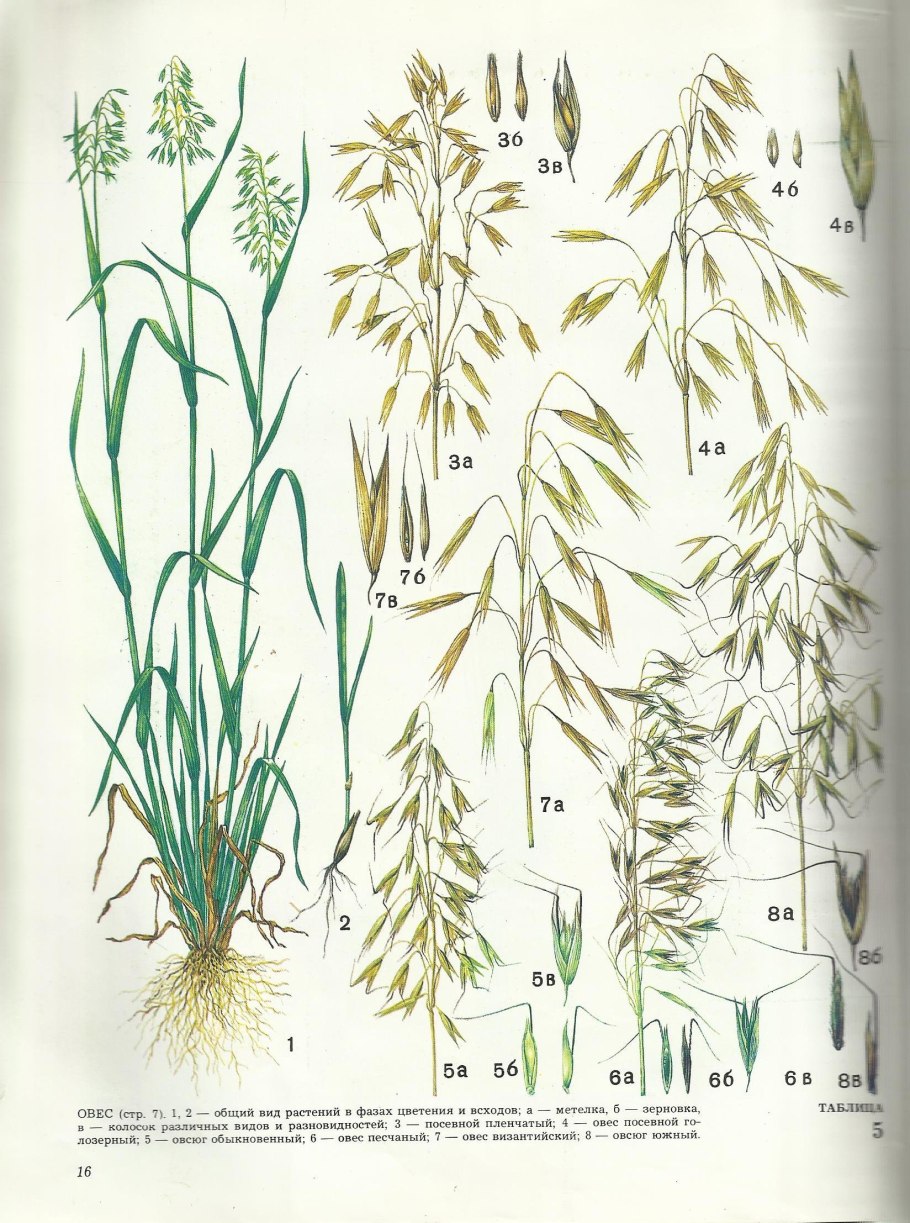 Синие степные цветы