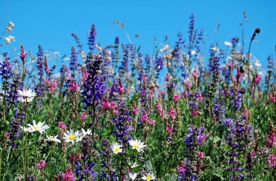 Дикоросы злаки