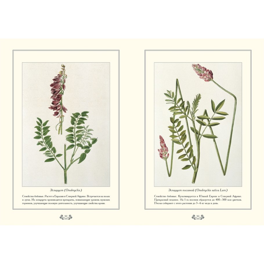 Медоносные растения Луга