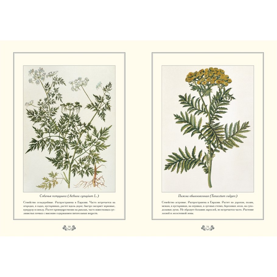 Луговые Дикие травы Тимофеевка, мятлик овсяница