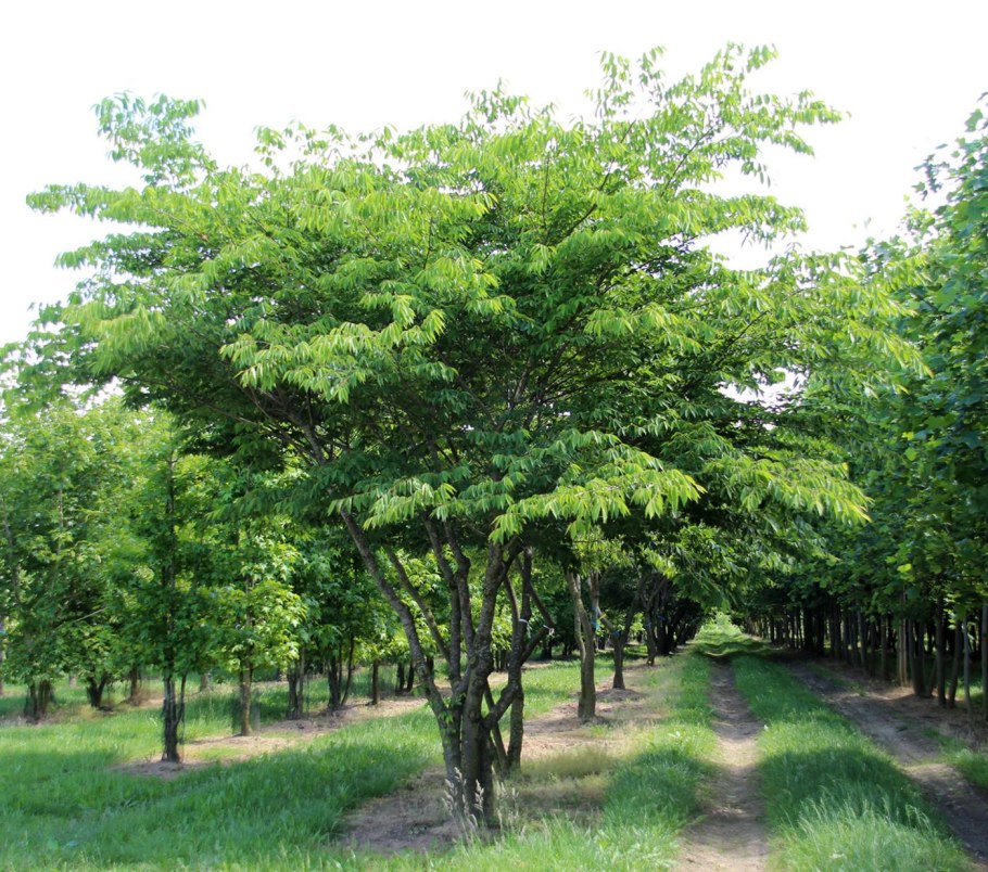 Среднеазиатский карагач