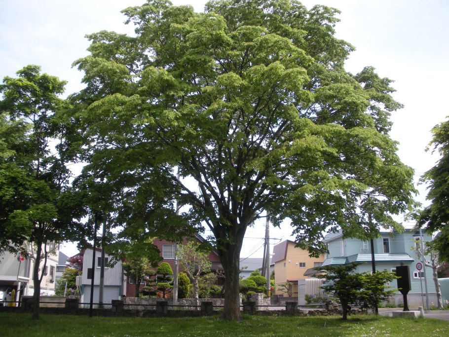 Дзельква граболистная