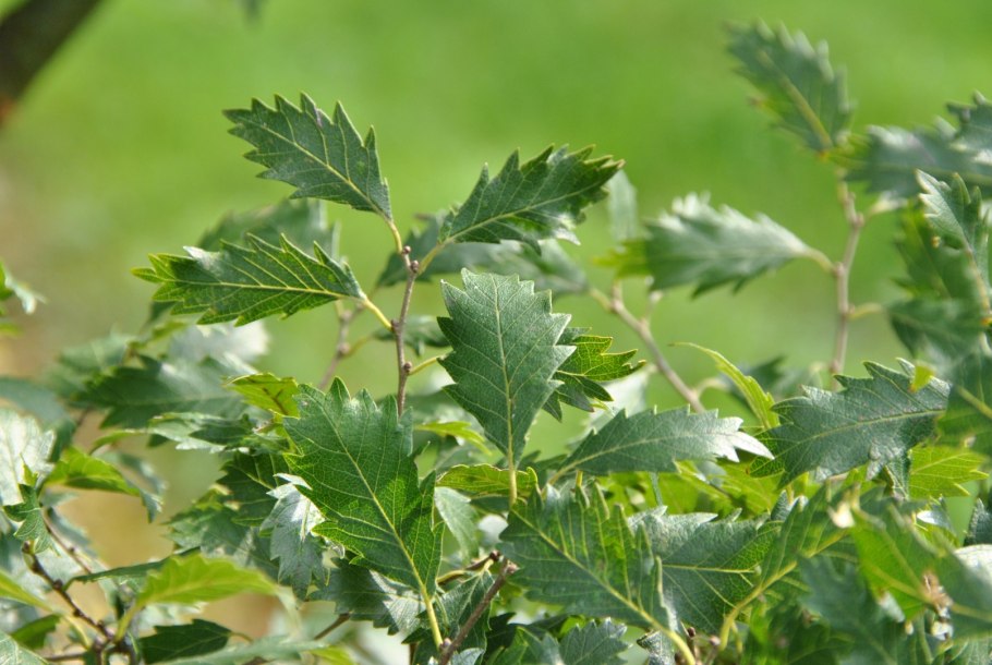 Zelkova carpinifolia