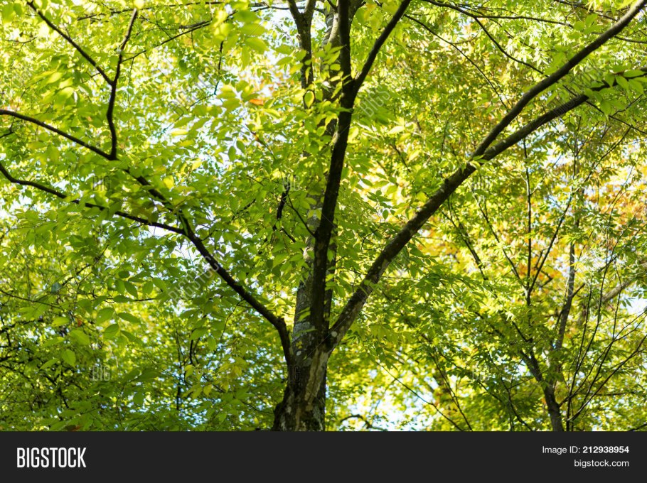 Дзельква Сицилийская