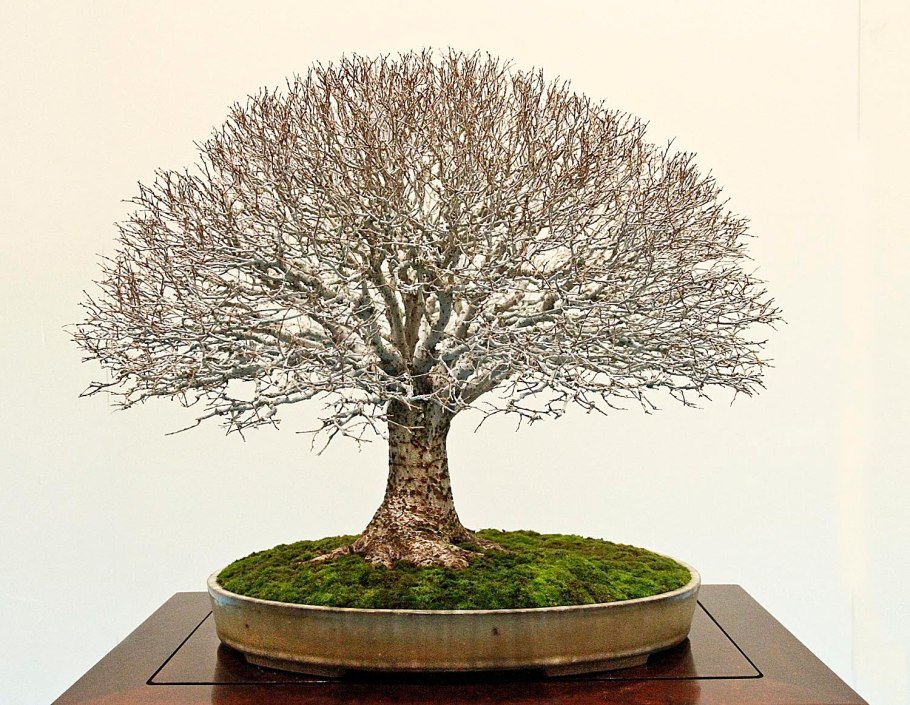 Ulmus parvifolia Bonsai