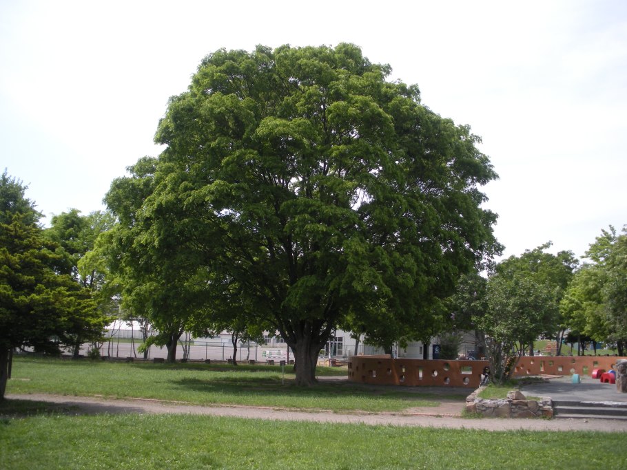 Cinnamomum camphora дерево