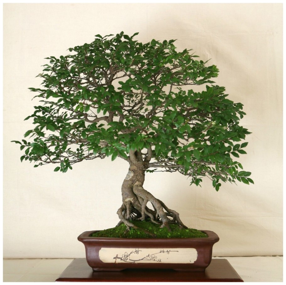 Elm Forest Bonsai