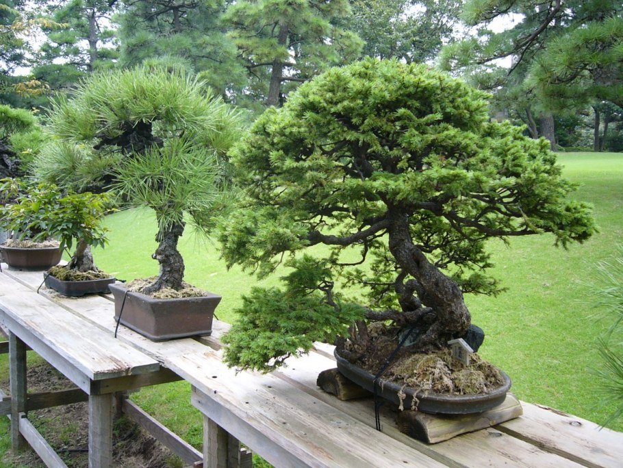 Дзельква пильчатая (Zelkova serrata p9)