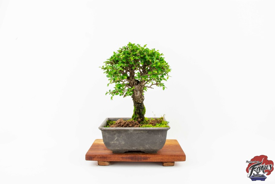 Zelkova бонсай