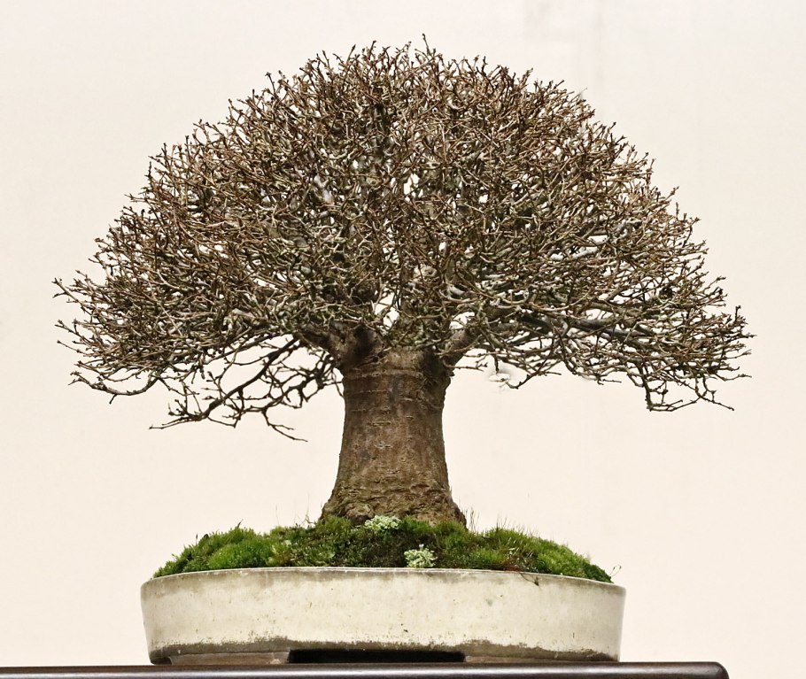 Дзельквы граболистной