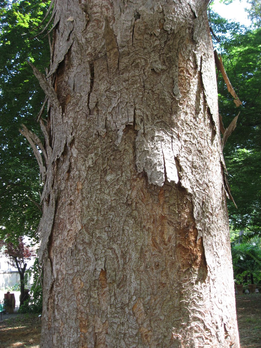 Дзельква японская вайрелес