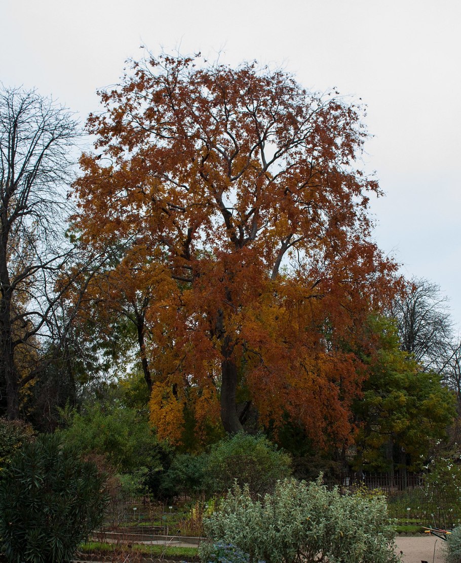 Дзельква граболистная