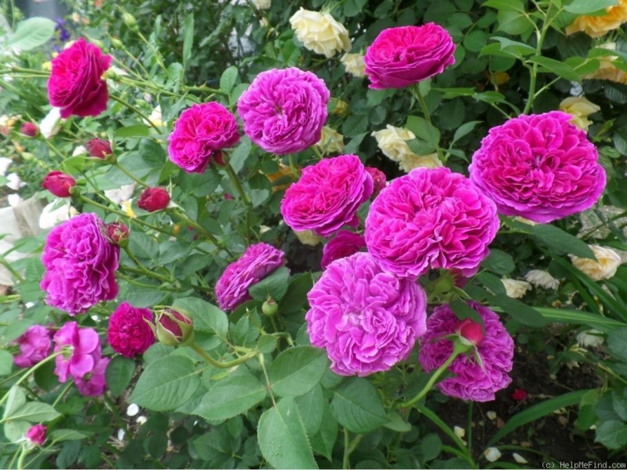 Роза Дэвида Остина Фальстаф