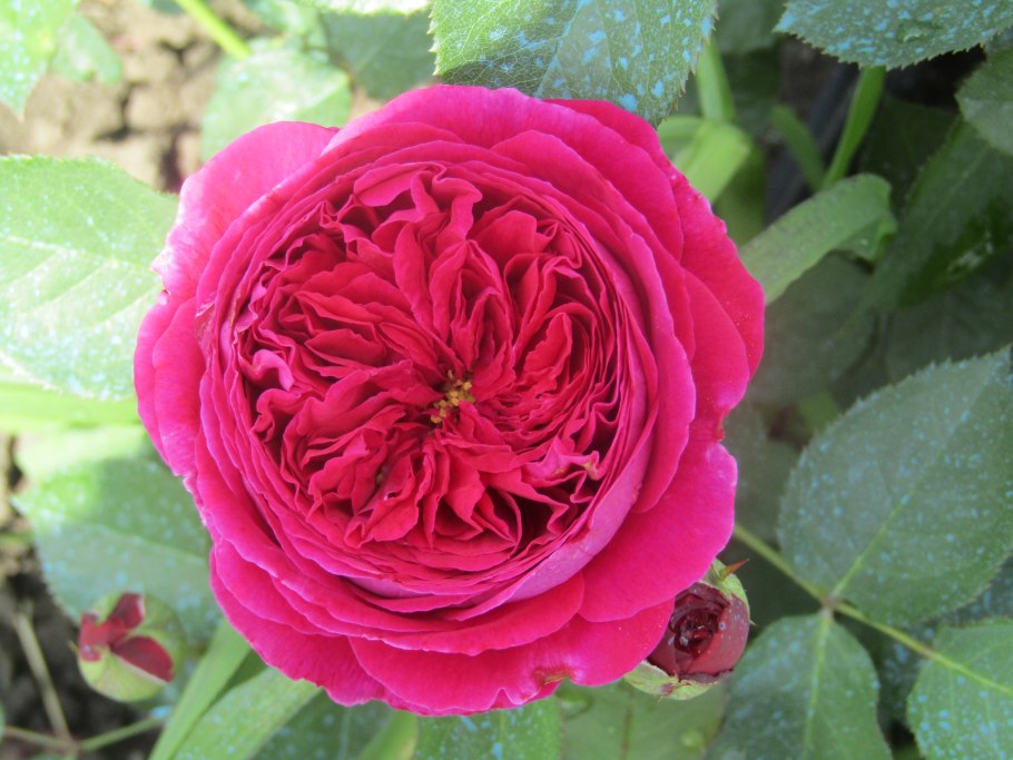 Роза Шато де Вертуа