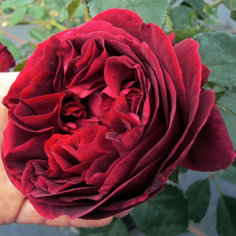 Роза английская кустовая Falstaff