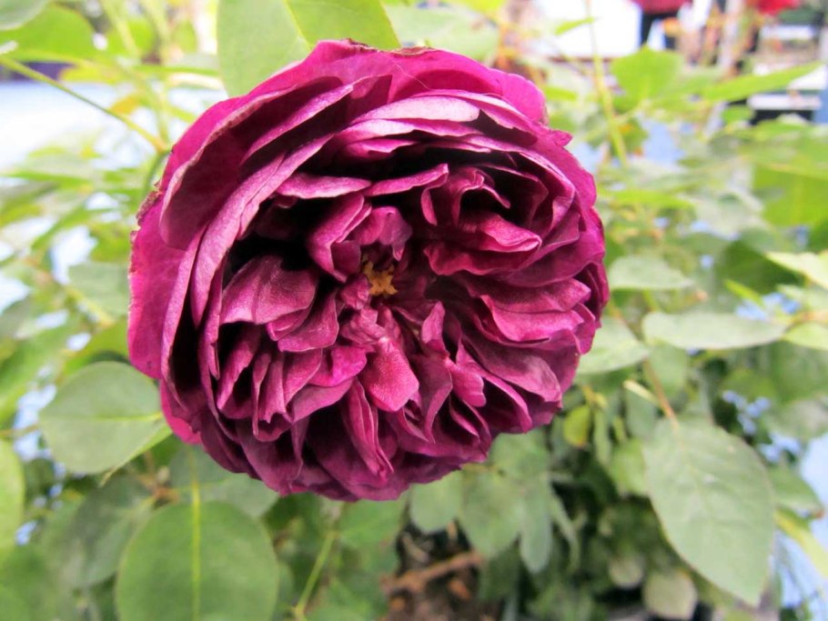 Роза Вильям Фальстафф