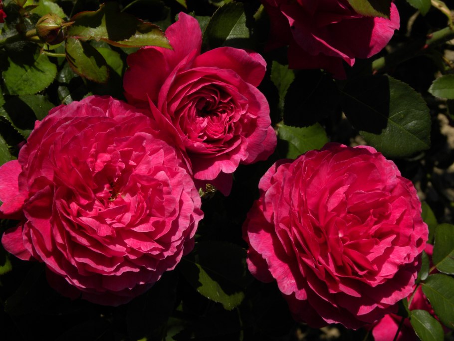 Роза английская Парковая Фальстаф