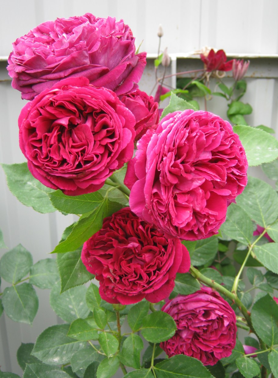 Роза английская Фишерменс френд