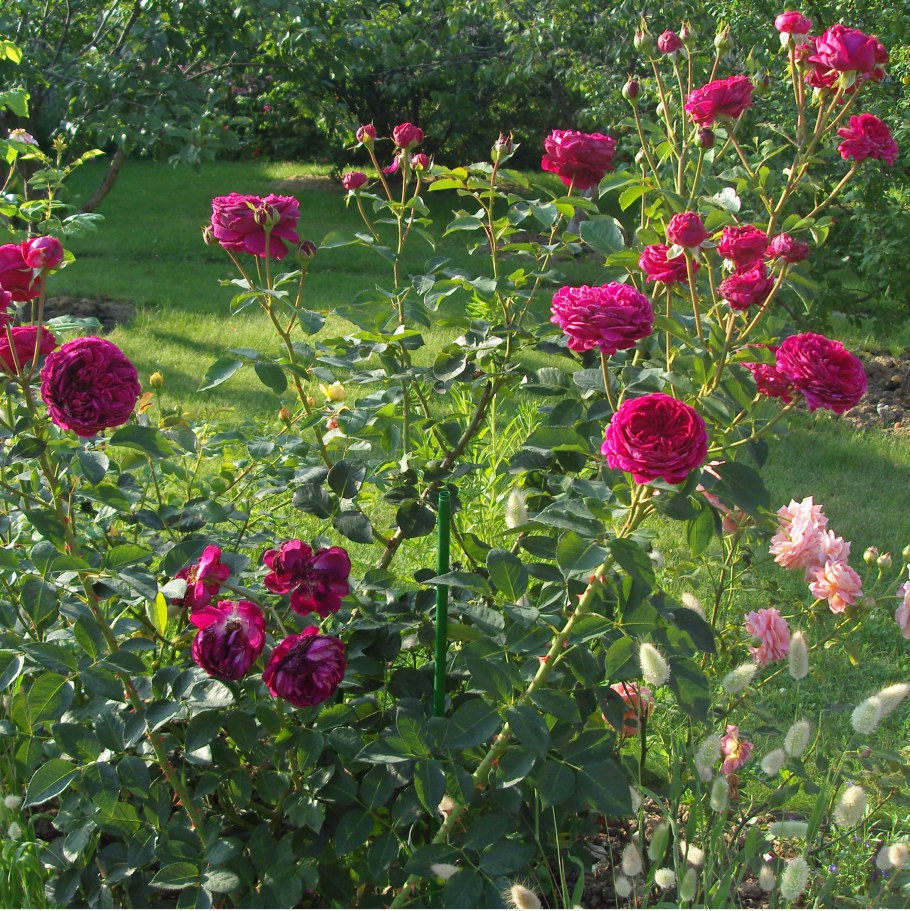 Фальстаф роза Остина