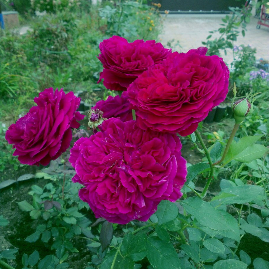 Роза парковая вильям шекспир