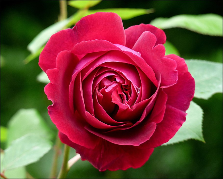 Фальстафф Falstaff роза