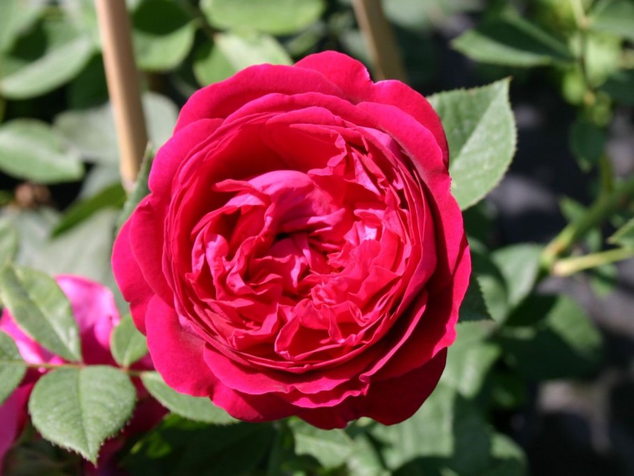 Роза Остина Манстед Вуд