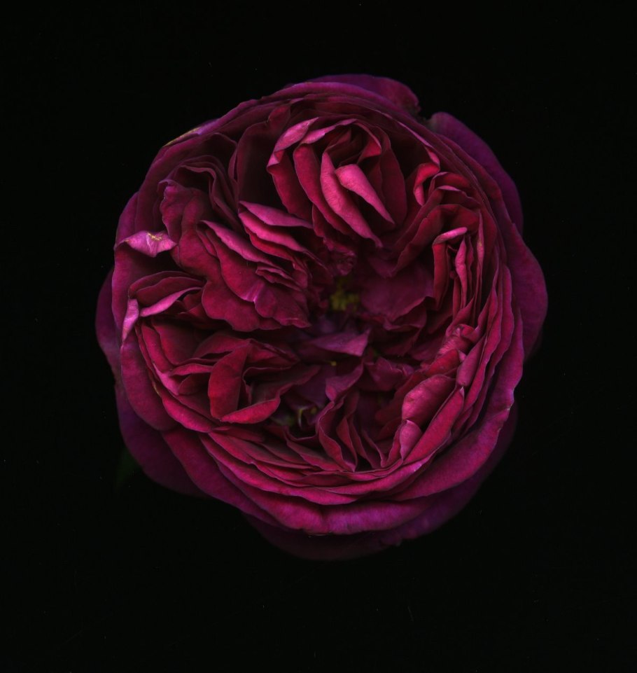 Фальстаф роза остина