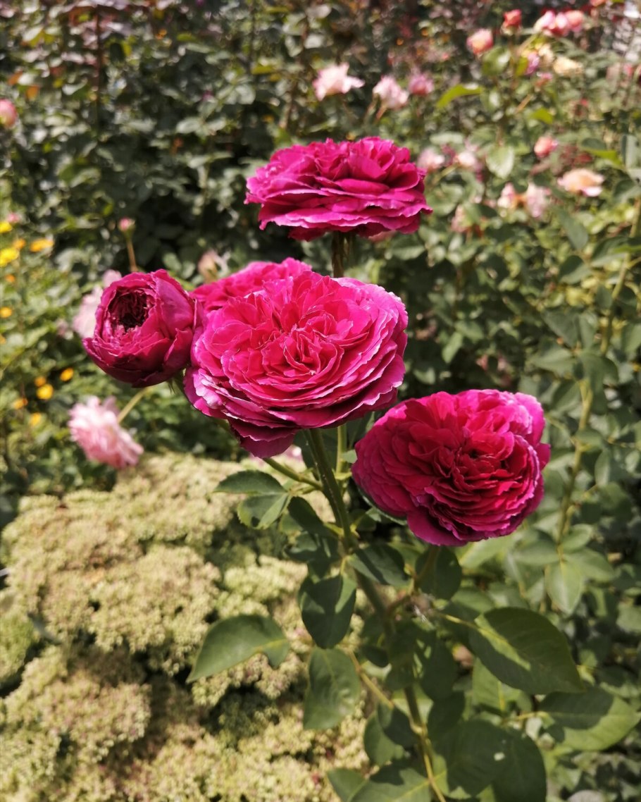 Роза the Endeavour