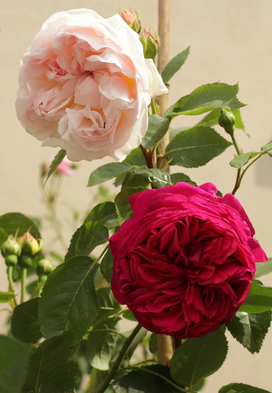 Роза Фальстафф