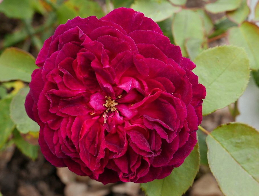 Falstaff Ausverse d. Austin' 1999