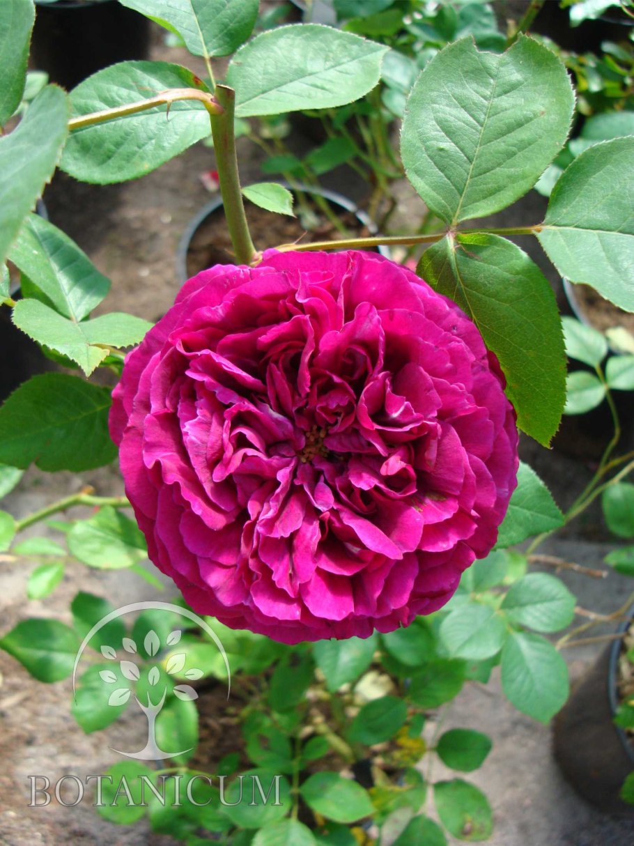 Роза Дэвид Остин Фальстаф