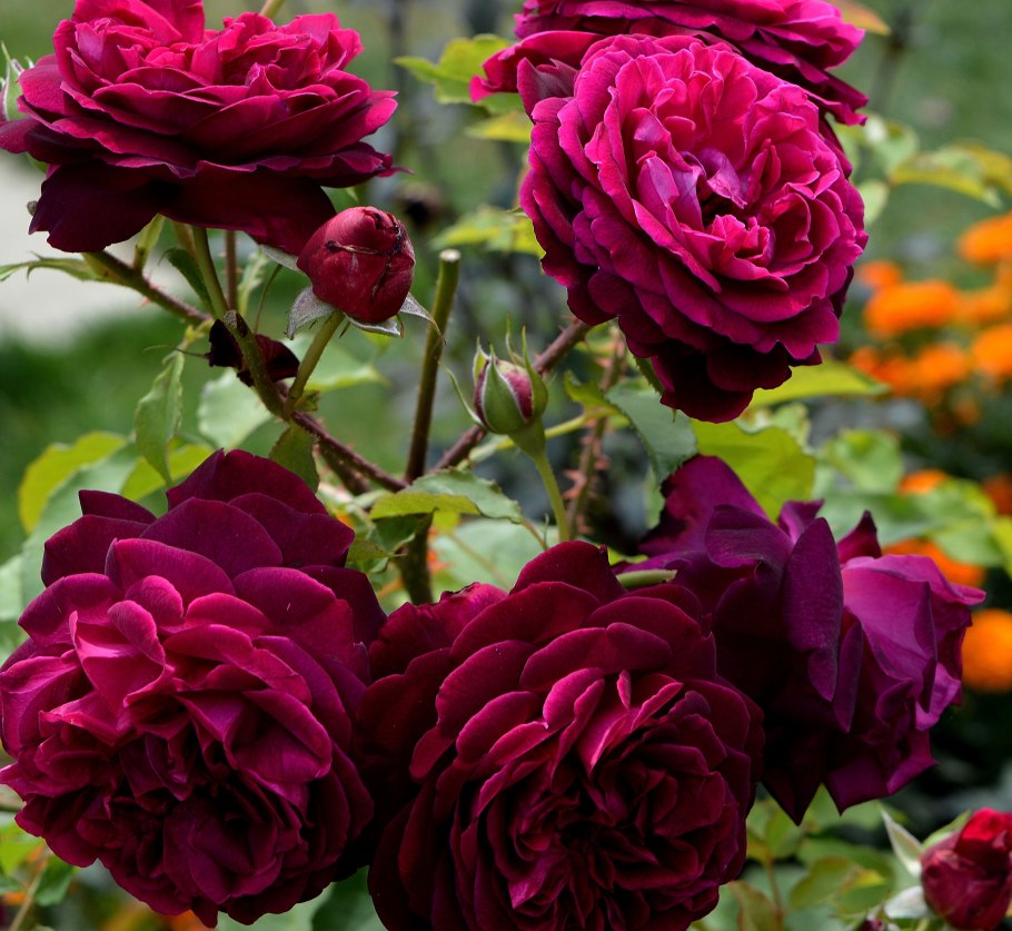 Роза кустарниковая Фальстаф