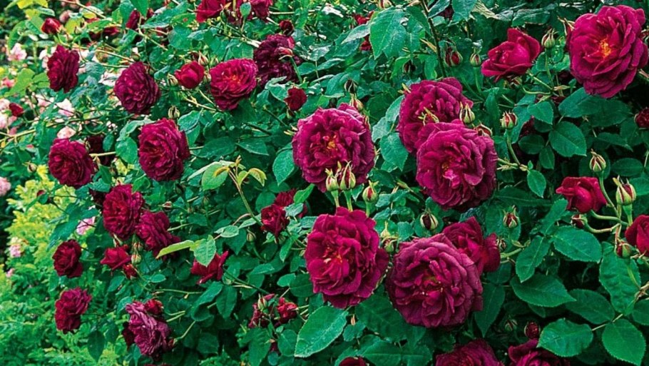 Роза Вильям Шекспир