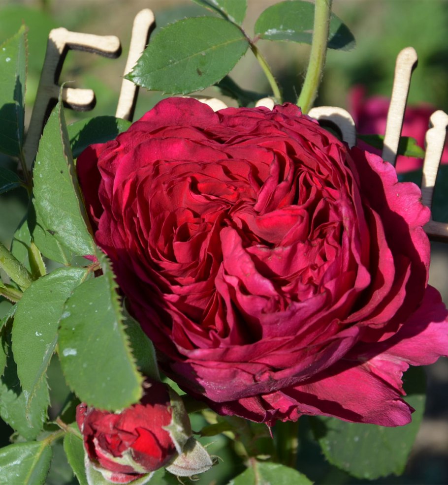 Роза Алан Сушон